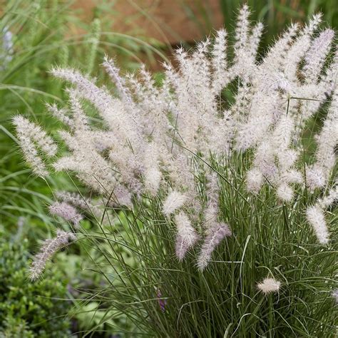 Buy Chinese fountain grass Pennisetum orientale 'JS® Dance With Me (PBR ...