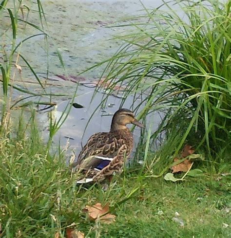 George George Memorial Park (Clinton Township) - Alles wat u moet weten ...