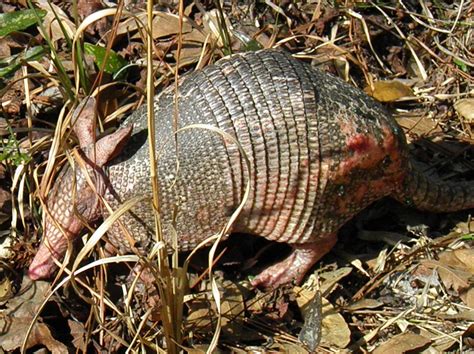Leprosy Armadillo