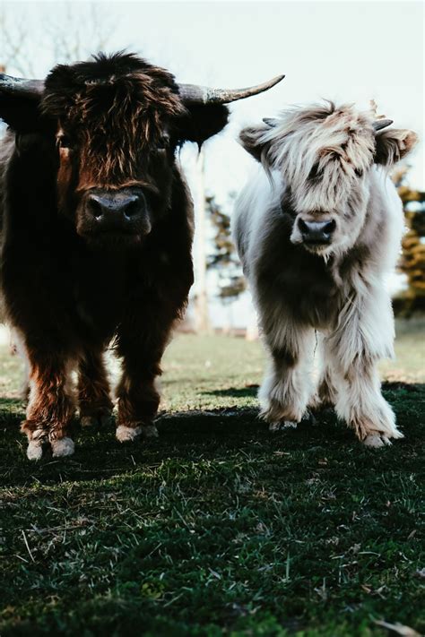 SOLD OUT: Brews with Moos - Kansas City, Kansas City Bier Company ...