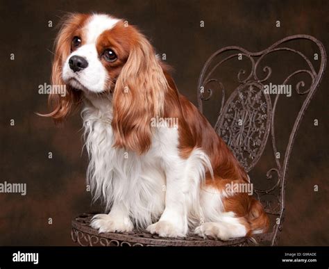 Cavalier King Charles Spaniel, homme, Blenheim Photo Stock - Alamy