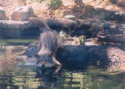 ZooLex Exhibit - Wolf WiIderness
