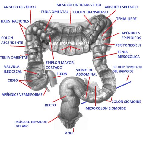 Colon por enema: preparación y procedimiento