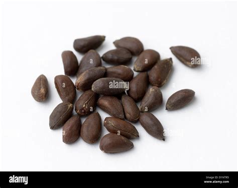 Cotton Fibers Seeds