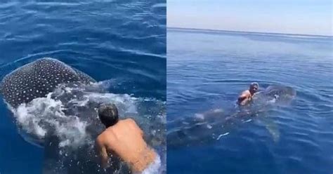 Saudi Arabia: Video Shows Man Riding Endangered Whale Shark In Red Sea