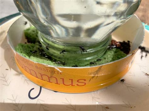 Image result for Bee Feeding Tips