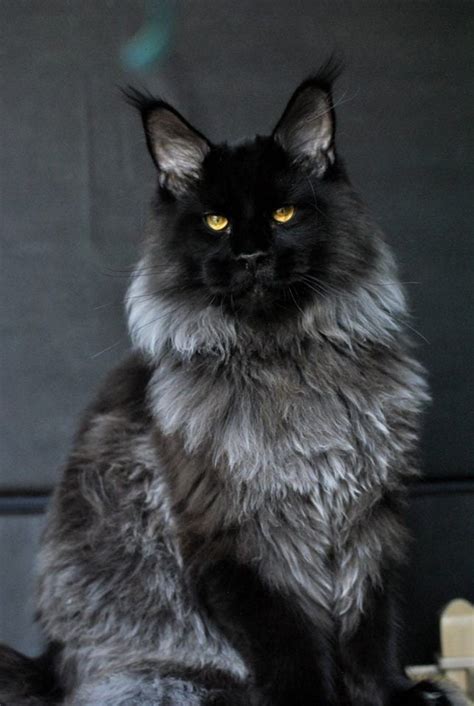 Visual references of some of the Fall Clan cats : r/WarriorCats