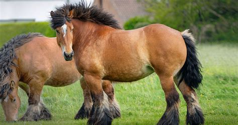 Types Of Draft Horses | 15 Black Horse Breeds (With Pictures) - IXDVUA