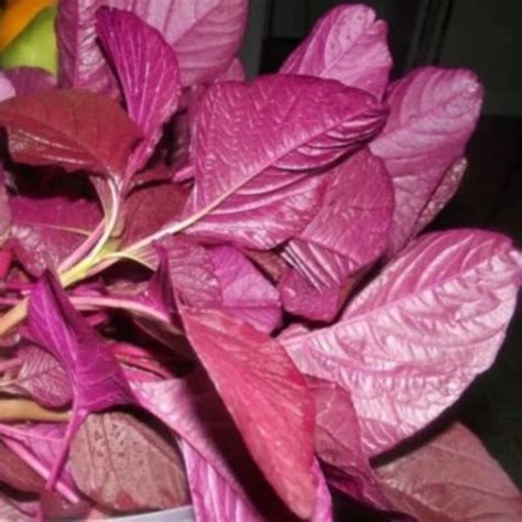 Minis Lifestyle Hub | Vegetable, Fruits and Flower Seeds Online – Mini ...