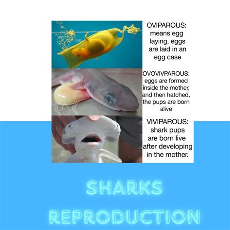 Image result for Sharks Reproduction