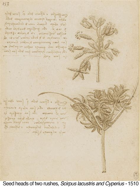 Plant Life: Botanical Sketches of Leonardo da Vinci — NESBA