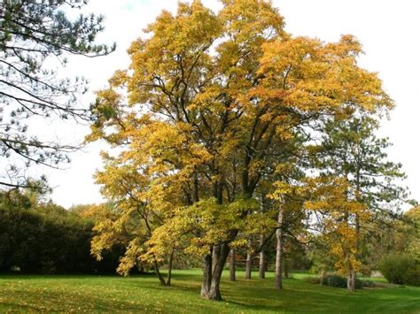 Buy TriStar s - Sassafras Tree - 1 Gallon Pot- y Established Roots ...