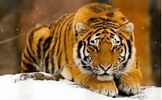 Wallpapers Of Animals by Animals Wallpaper Hd Pixelstalk Net Wallpapers Of Animals