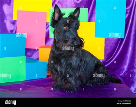 Black aberdeen terrier hi-res stock photography and images - Alamy