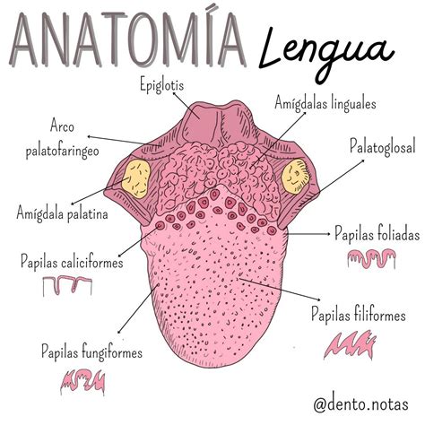 Anatomia de la lengua | Anatomía de la lengua, Libros de anatomia ...