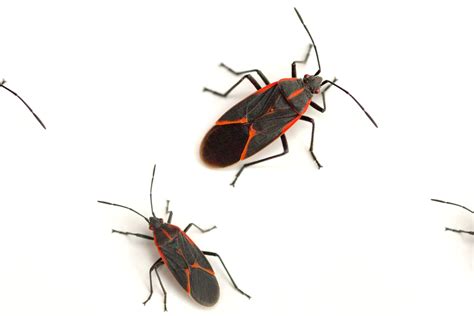 Are Boxelder Bugs Harmful? How to Stop Infestations