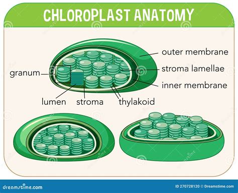 Diagram of Chloroplast Anatomy for Biology and Life Science Education ...