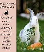 Image result for Baby Bunny Names