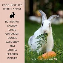Image result for Cute Rabbit Name Events