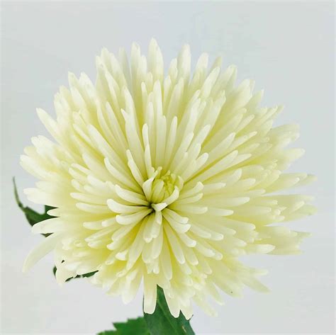 SPIDER MUMS- WHITE - Wholesale Bulk Flowers - Cascade Floral