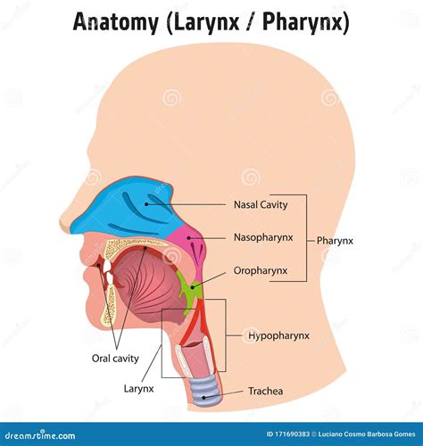 Pharynx And Larynx Introduction To Larynx, Pharynx, And Airway Anatomy