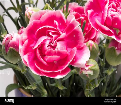 Carnation (Dianthus caryophyllus Stock Photo - Alamy
