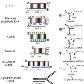 RNA Interference Diagram 的图像结果