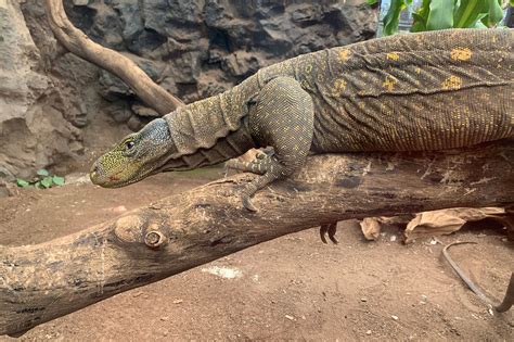 Monitor Lizard 的图像结果