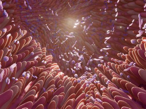 New Research Links Irritable Bowel Syndrome to Reduced Bacterial Diversity