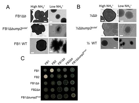Hungry for Sex: Differential Roles for Ustilago maydisb Locus ...