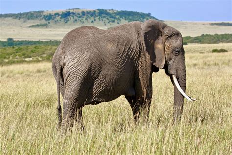 Image result for Elephant Toothpasste Exploding