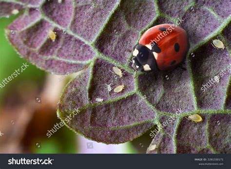 Macro Shot Red Ladybug Aphids On Stock Photo 2291330171 | Shutterstock
