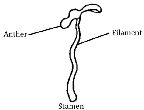 The Reproductive System of Plants: A Detailed Overview