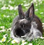 Image result for Easter Images with Rabbit