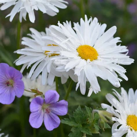 How to Grow Daisies, easily! - Flower Patch Farmhouse