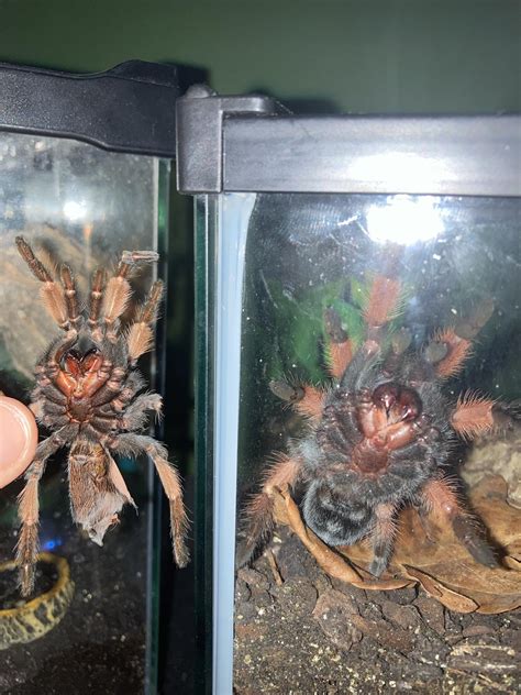 One molt size difference : r/tarantulas