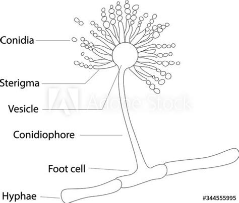 chlamydia under microscope