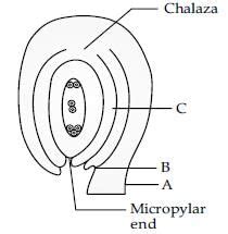 Case Based Questions Test: Sexual Reproduction in Flowering Plants Free ...