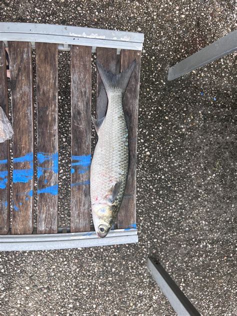 Image result for Cast Net Mullet Run