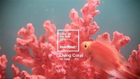 PANTONE發布2019年度代表色為珊瑚橘 | 品牌癮－法博思品牌顧問