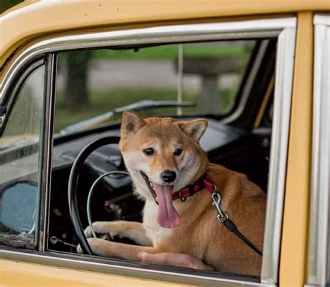 Complement Compliment 的图像结果