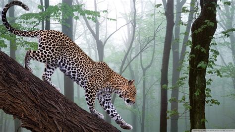 animal pictures jungle