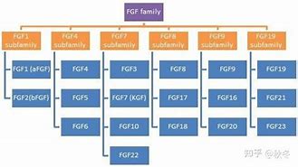 Image result for 酸性 aFGF