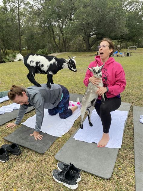 Premier Goat Yoga Alvin Texas, Premier Goat Yoga | Goats On The Bayou Farm