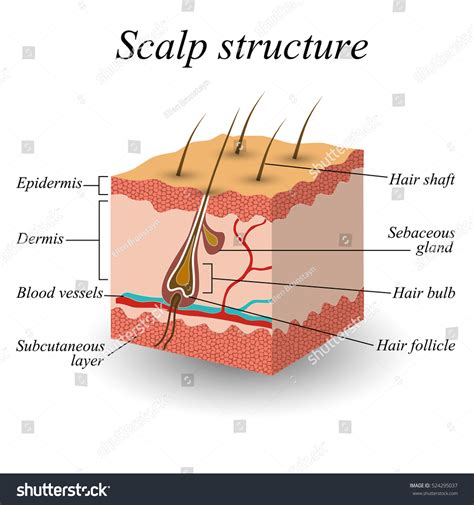 Hair Structure Diagram Milady