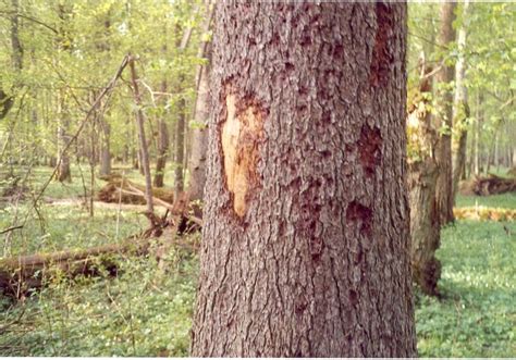 Pine Tree Problems 的图像结果