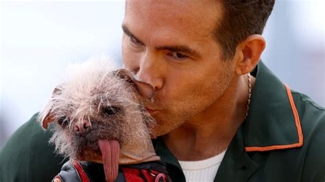 All about Dogpool: ‘Britain’s Ugliest Dog’ to Deadpool & Wolverine cast ...