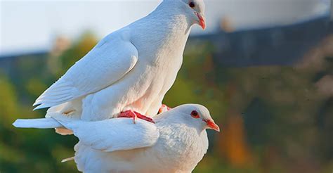 Image result for How Do Birds Reproduce