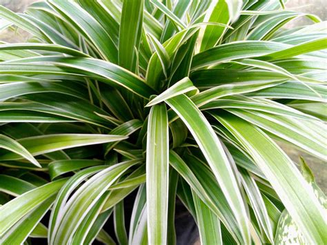 12 Types of Spider Plants to Grow in Your Home