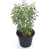 Kalfo Ayurvedic Tulsi Live Plant With Pot - Holy Basil for Home Garden ...